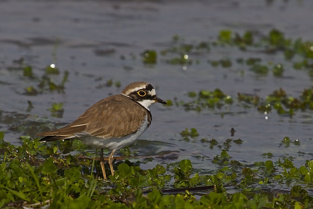 Little Ringed Plover