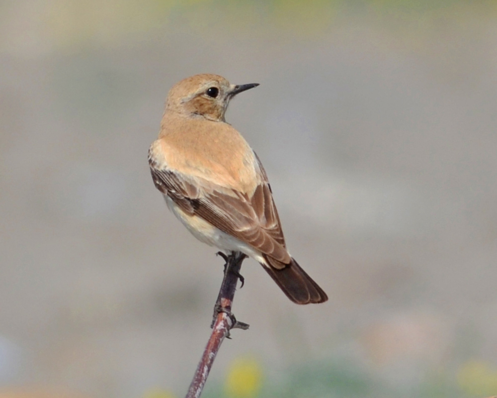 Desert Wheatear