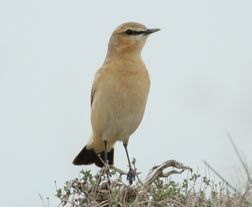 Isabelline Wheatear