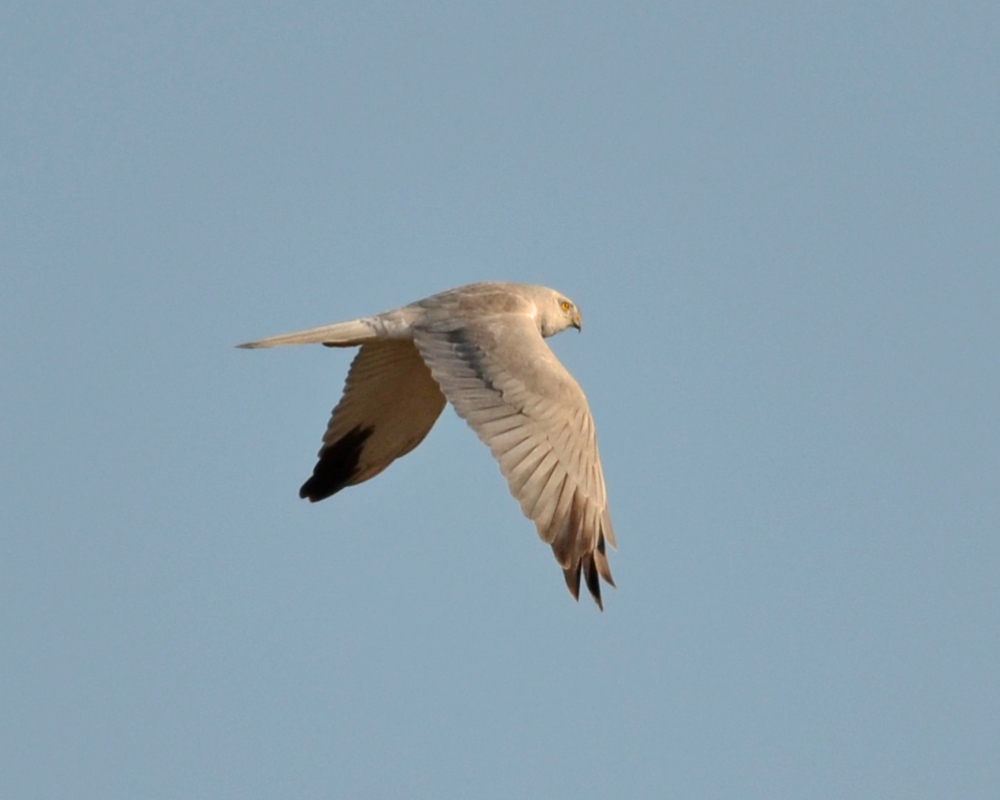 Pallid Harrier