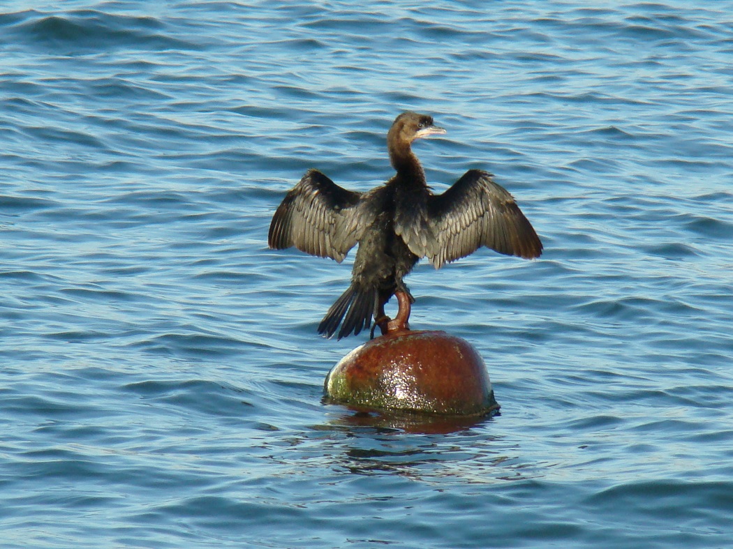 Pygmy Cormorant