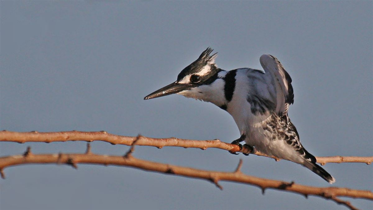 Pied Kingfisher