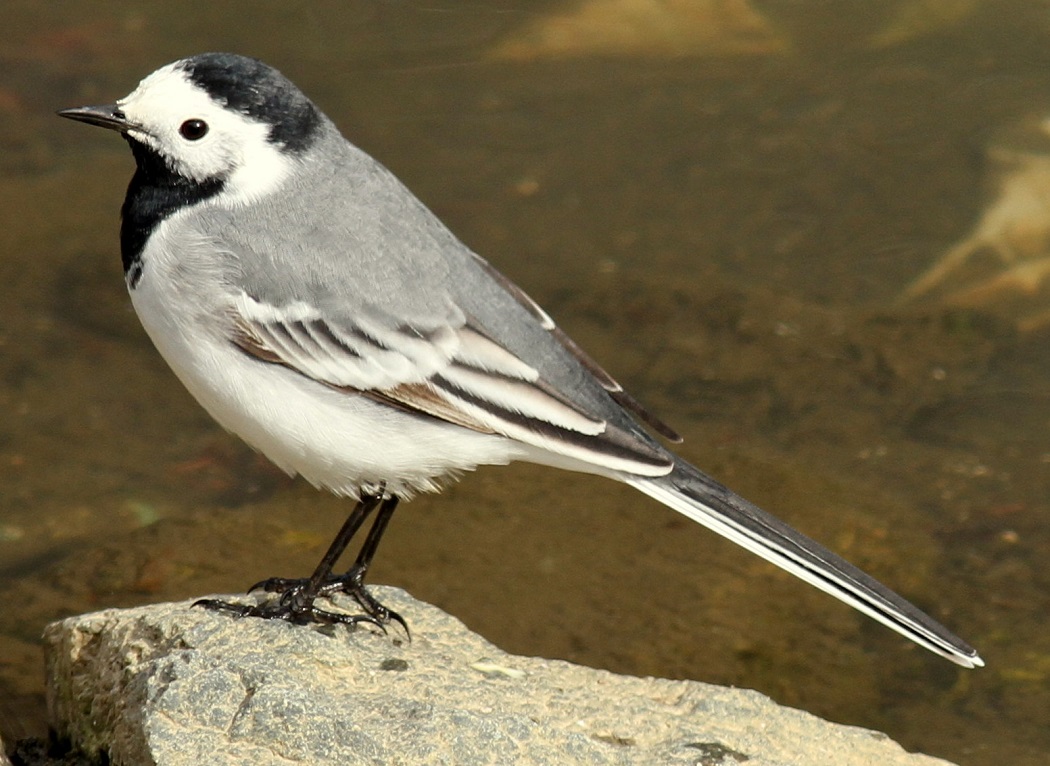 White Wagtail