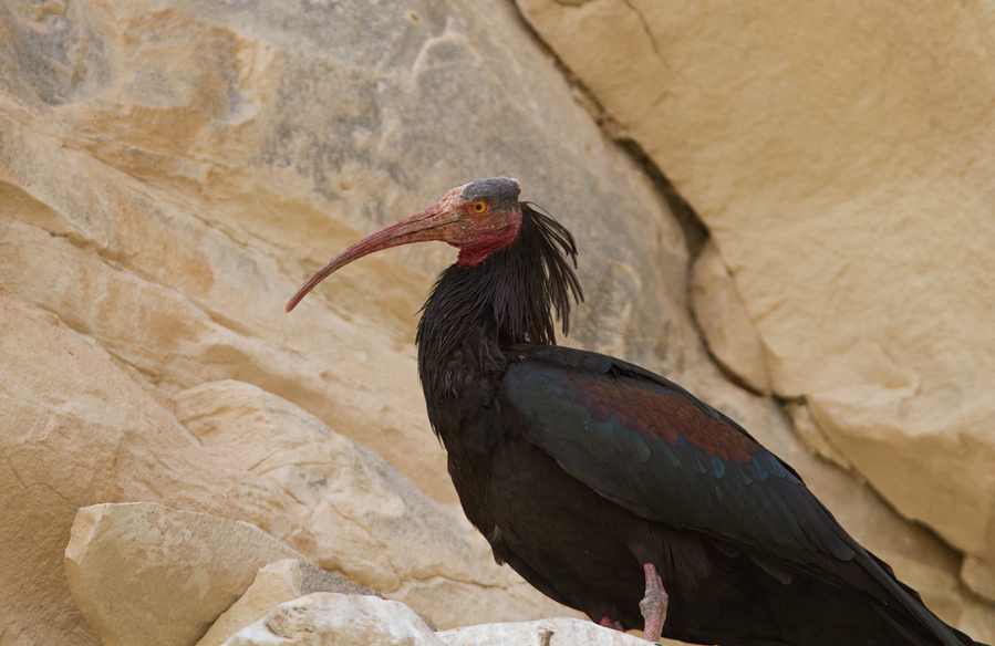Northern Bald Ibis