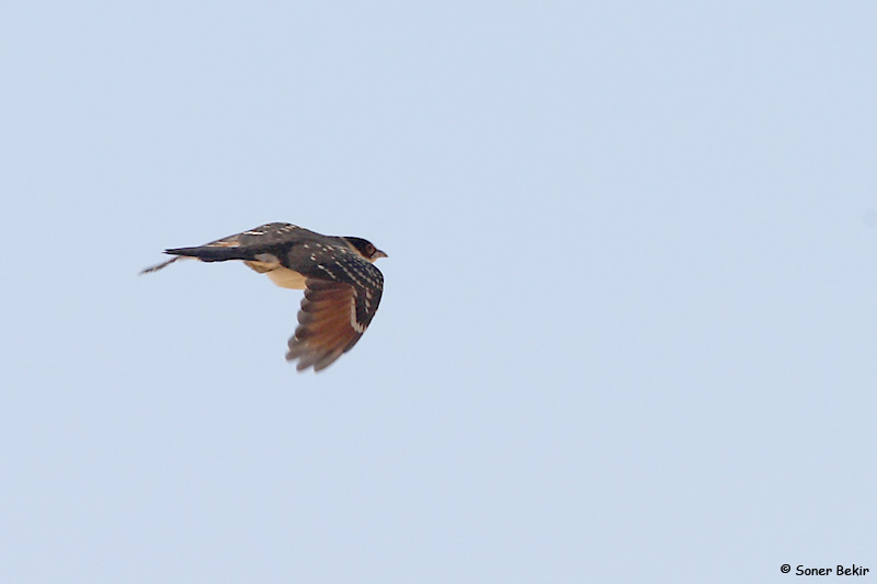 Great Spotted Cuckoo