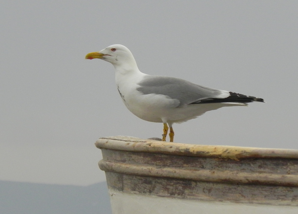 Gümüş Martı