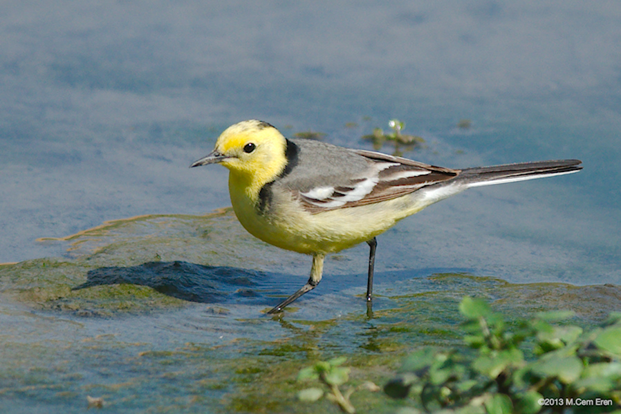 Citrine Wagtail