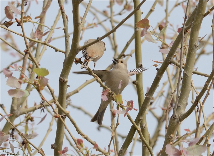 Desert Finch