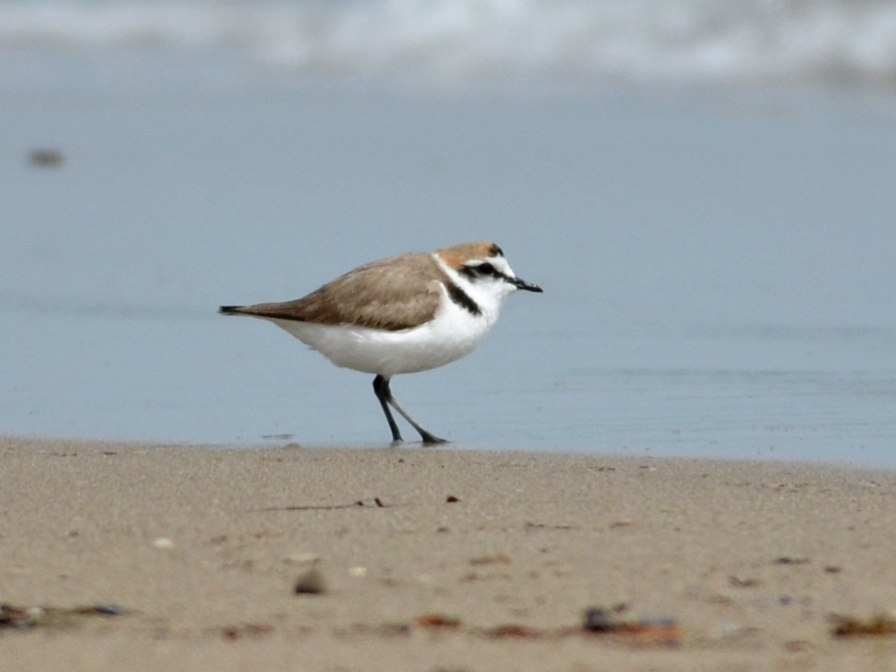 Kentish Plover