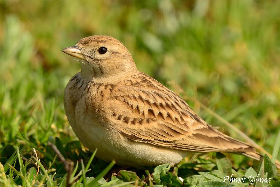 Greater Short-toed Lark