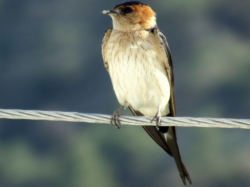 European Red-rumped Swallow