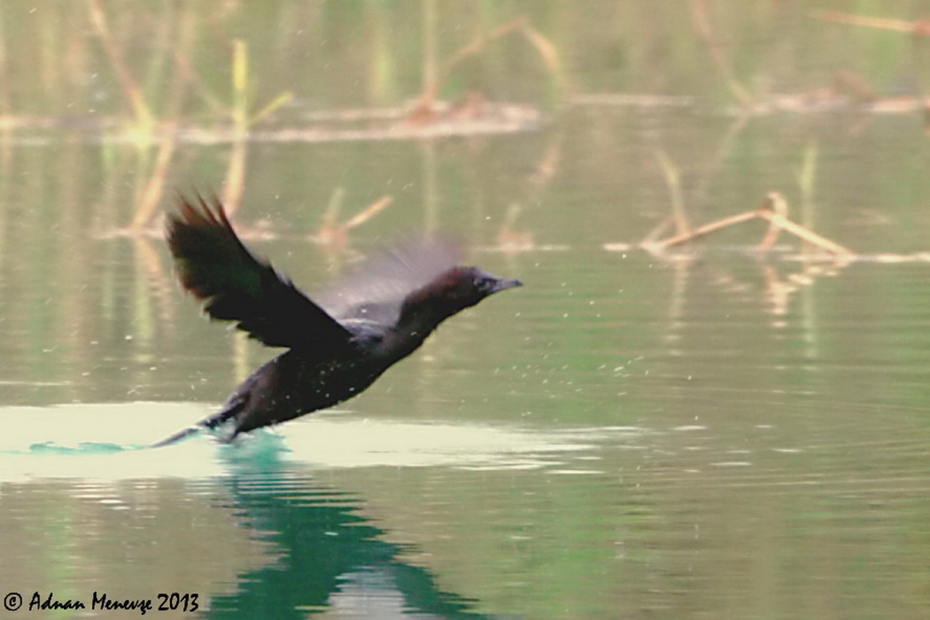 Pygmy Cormorant