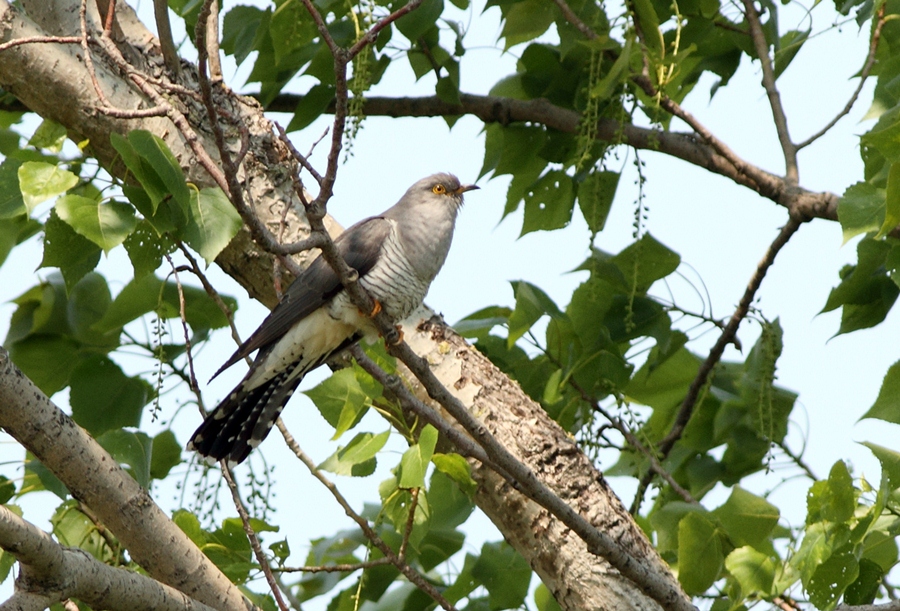 Common Cuckoo