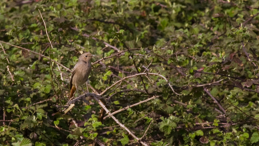 Black Redstart