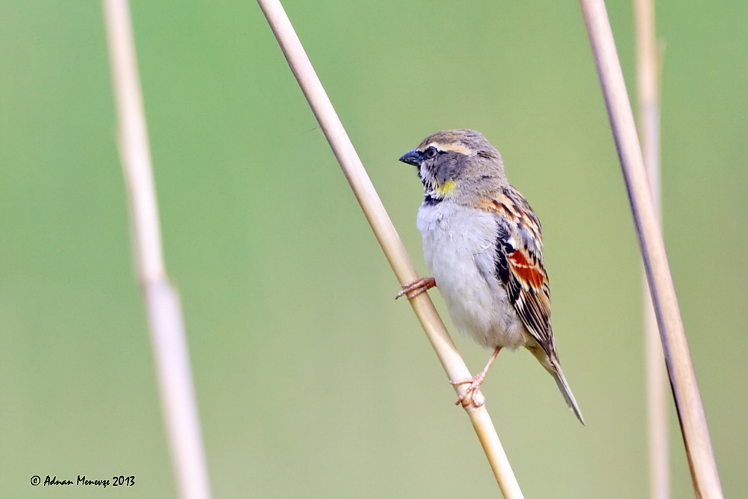 Dead Sea Sparrow
