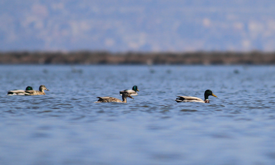 Mallard