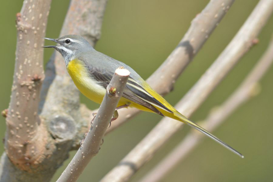 Grey Wagtail