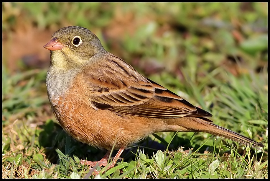 Ortolan Bunting