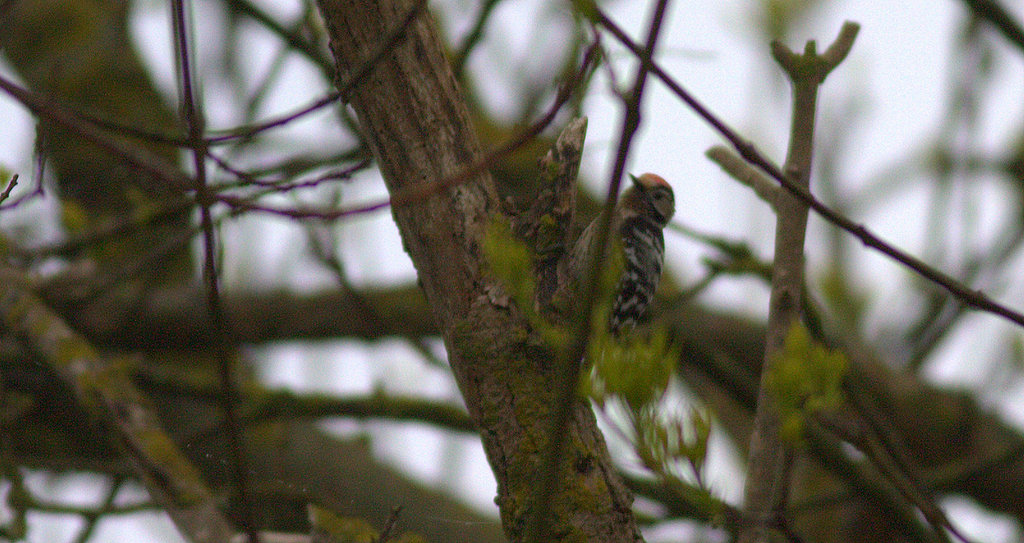 Lesser Spotted Woodpecker