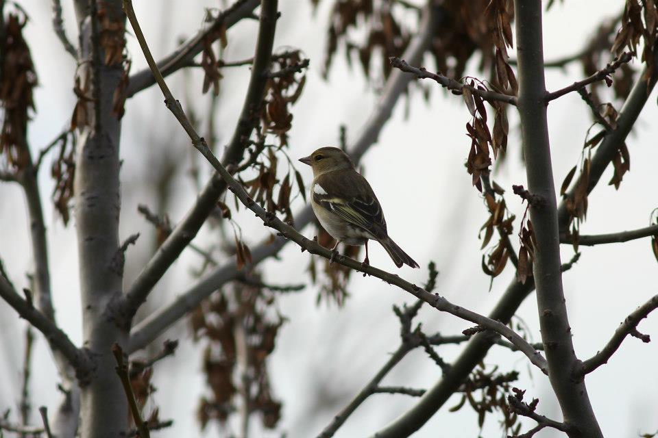 Eurasian Chaffinch