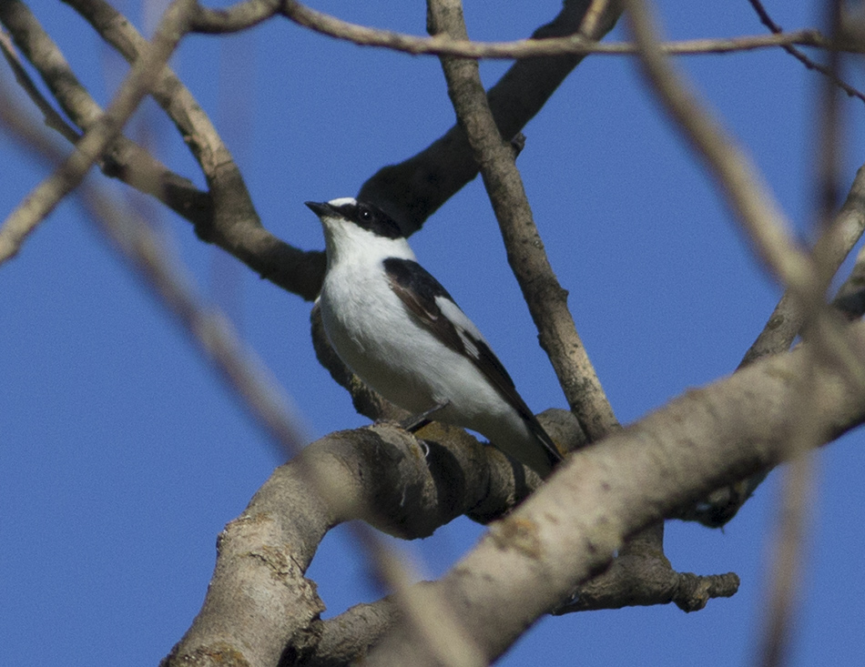Collared Flycatcher