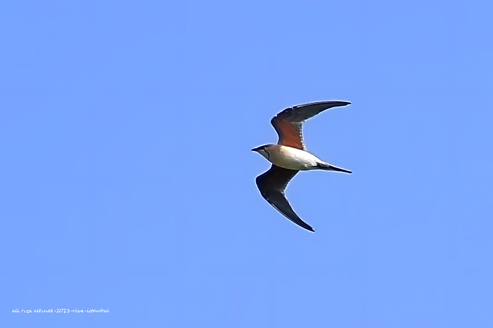 Collared Pratincole