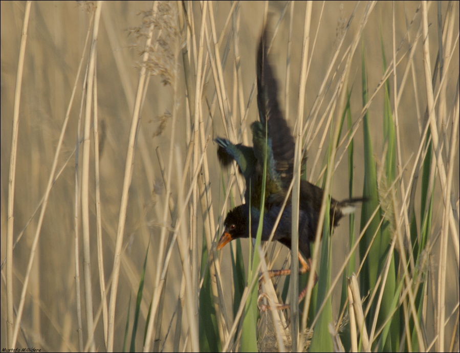 Allen`s Gallinule