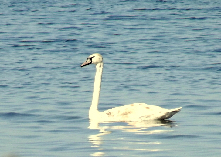 Mute Swan