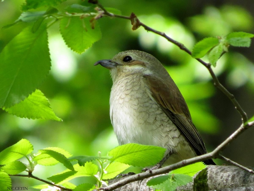Red-backed Shrike