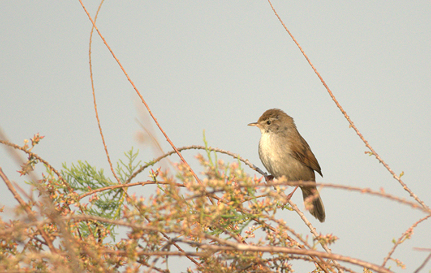 Cetti`s Warbler