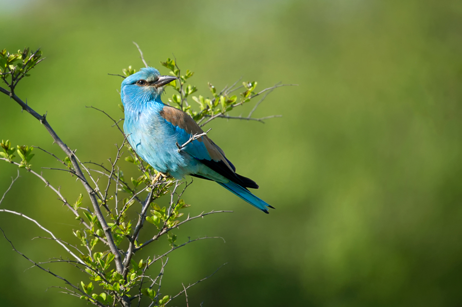 European Roller