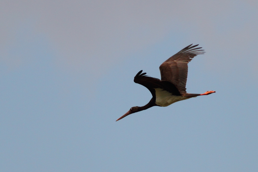 Black Stork