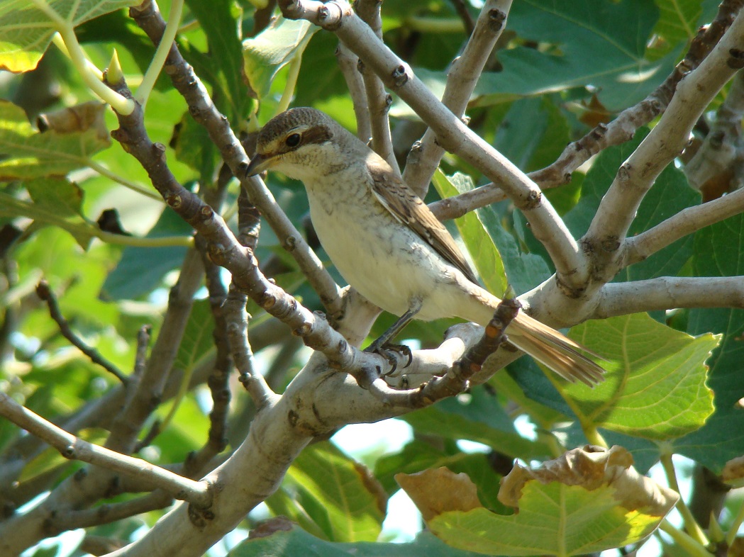 Red-backed Shrike