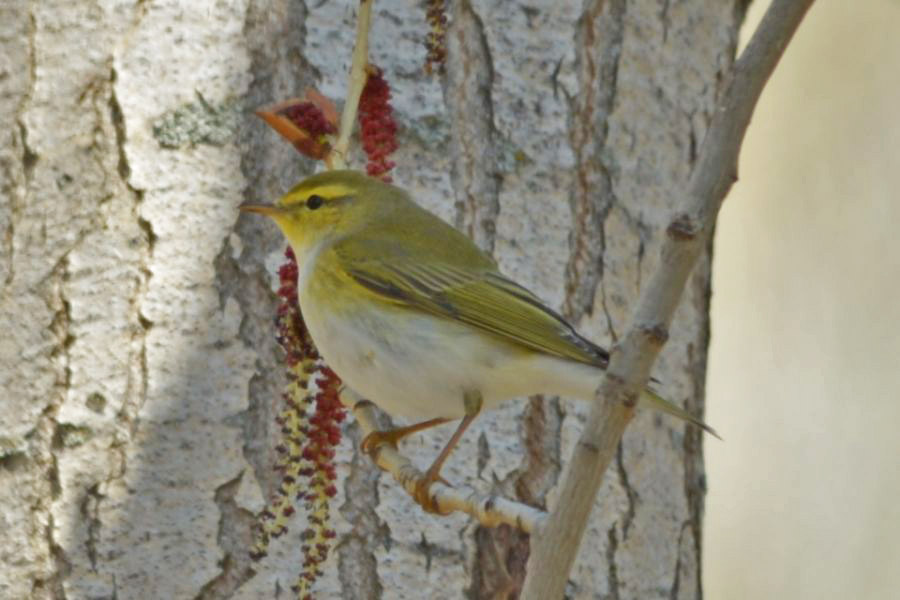Wood Warbler