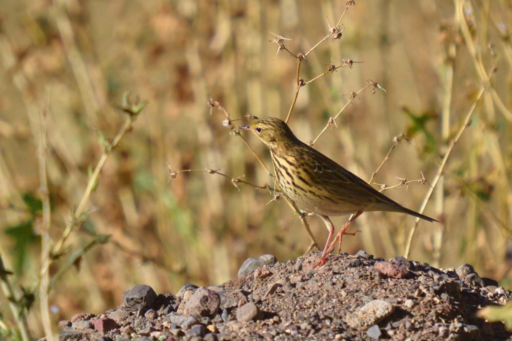 Tree Pipit