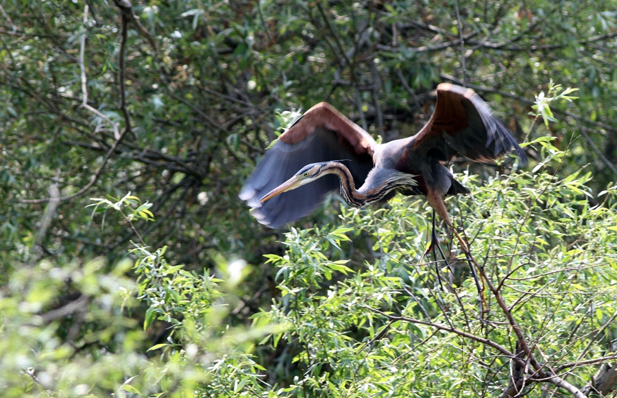 Purple Heron
