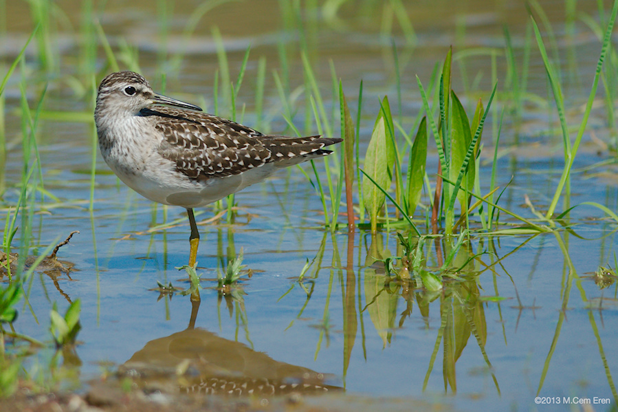 Wood Sandpiper