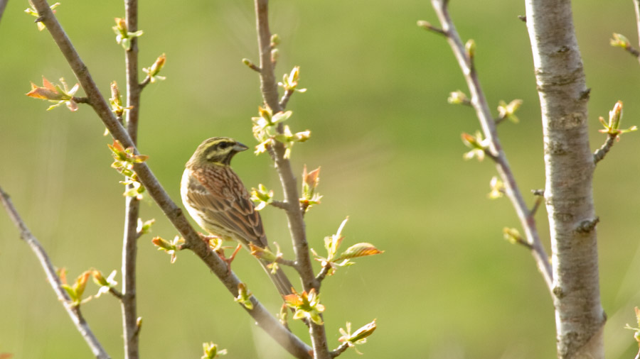 Cirl Bunting