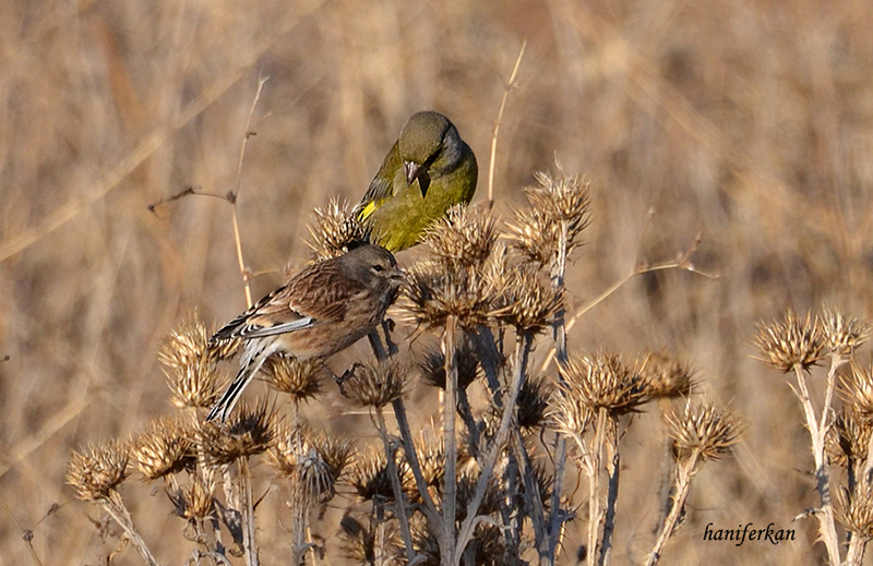 European Greenfinch