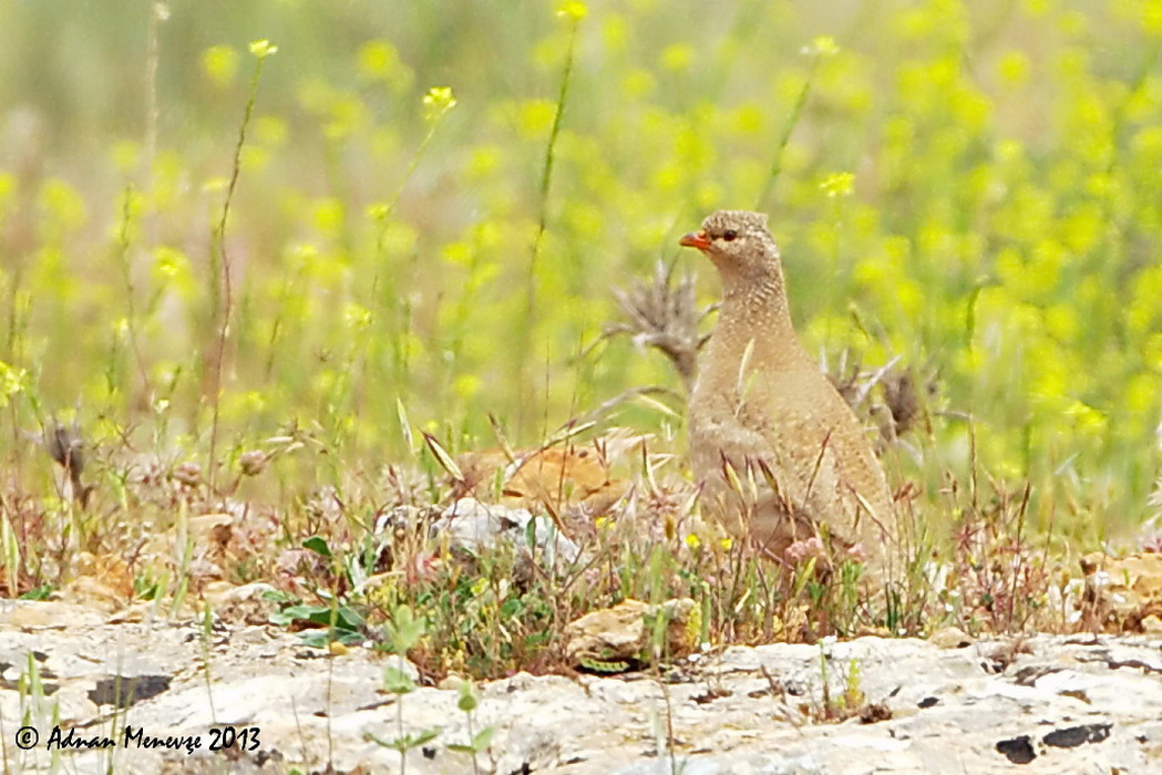 See-see Partridge