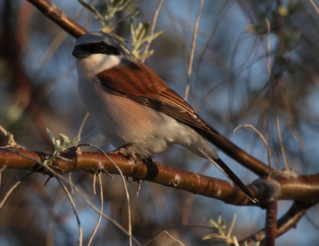 Red-backed Shrike