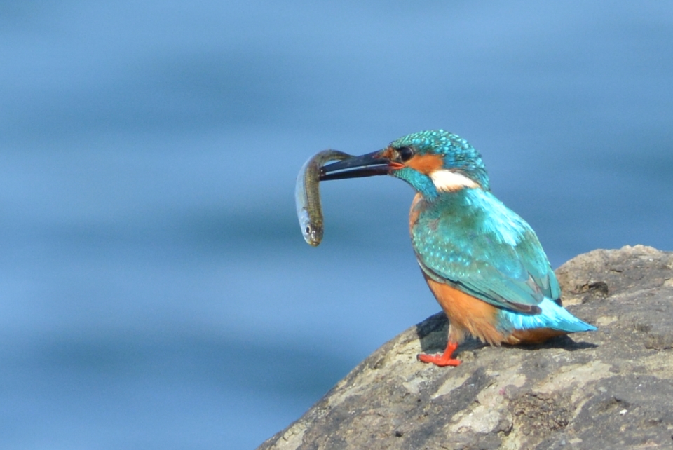 Common Kingfisher