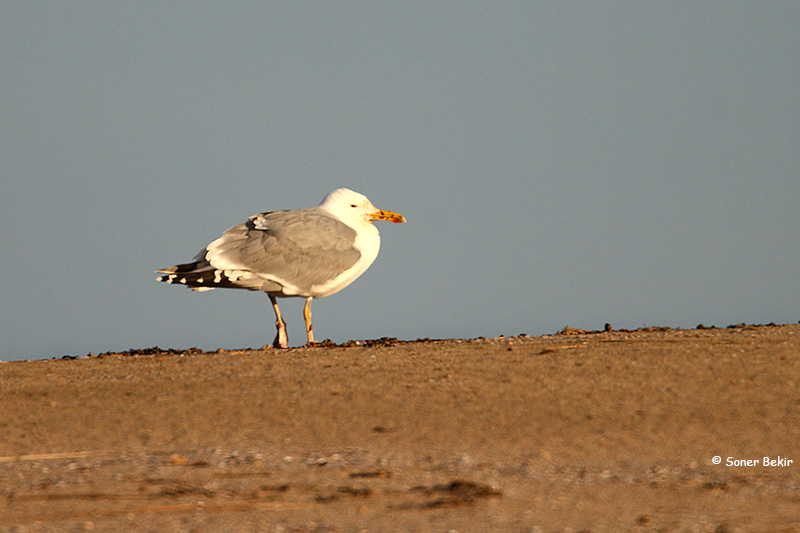 Caspian Gull