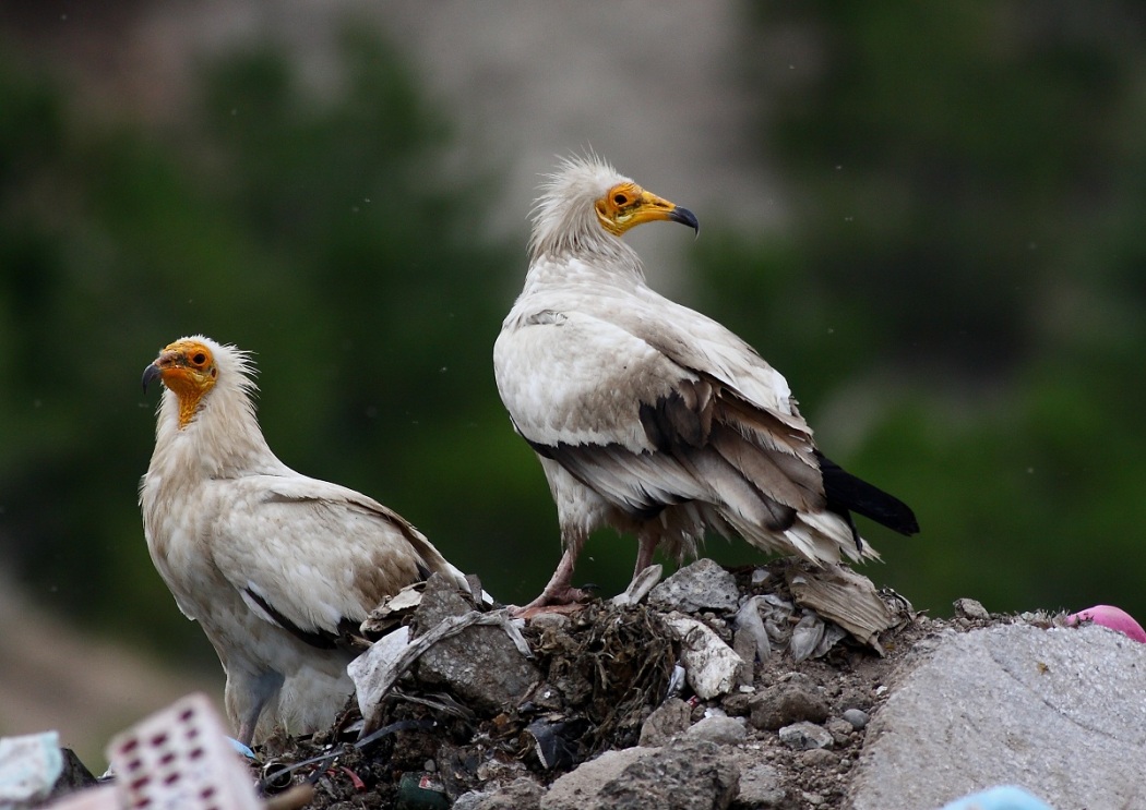 Egyptian Vulture
