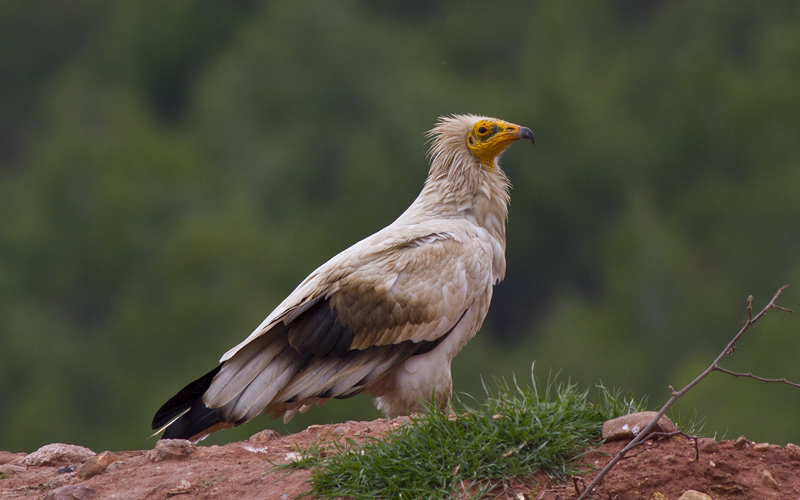 Egyptian Vulture