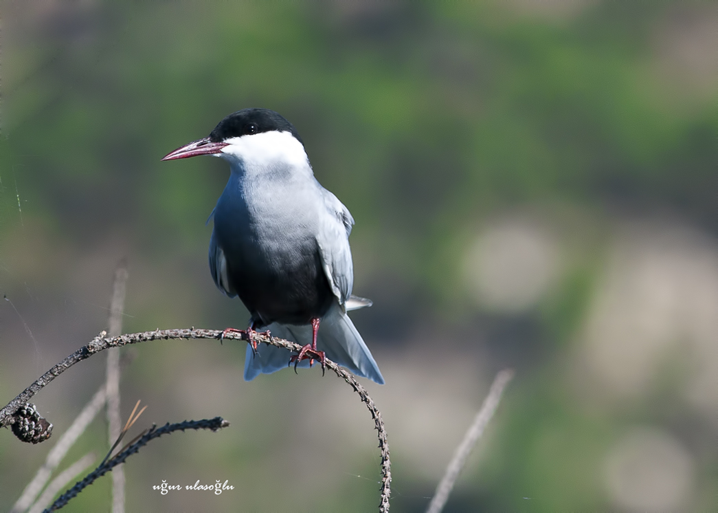 Whiskered Tern