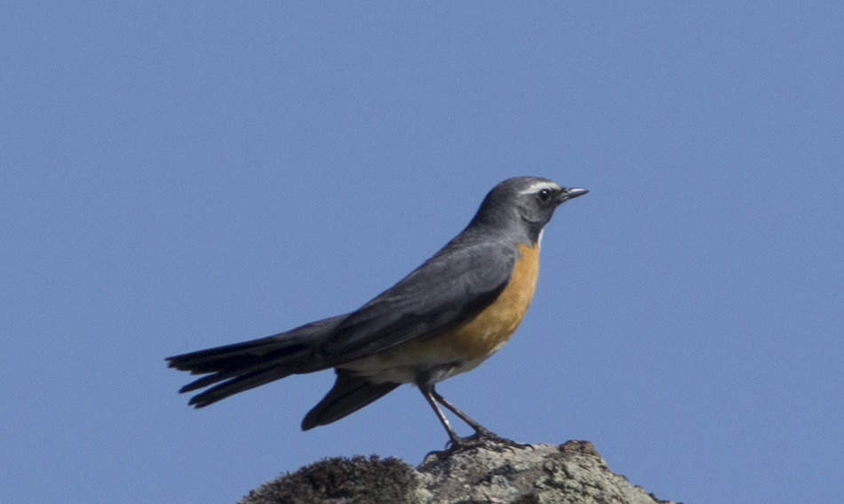 White-throated Robin