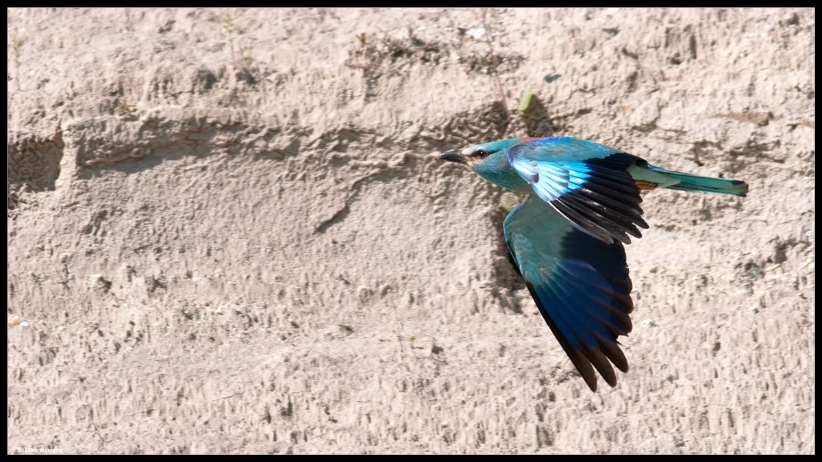 European Roller