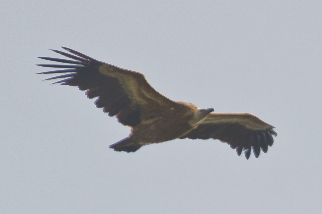 Griffon Vulture
