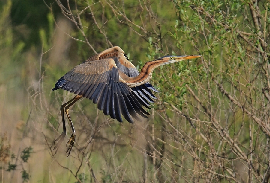 Purple Heron